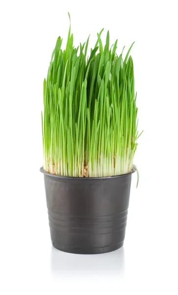 Hierba verde en una olla — Foto de Stock