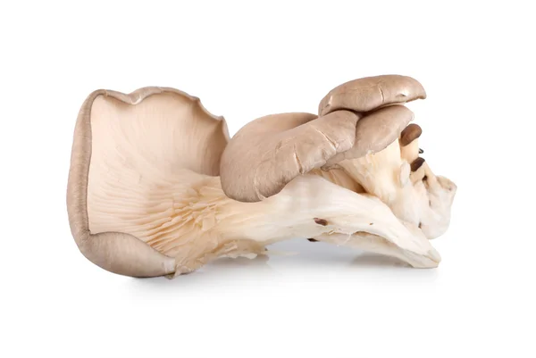 Сырой устричный гриб — стоковое фото