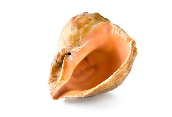 Shell isolated — Stock Photo, Image