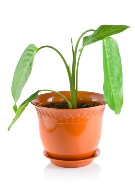 Dieffenbachia