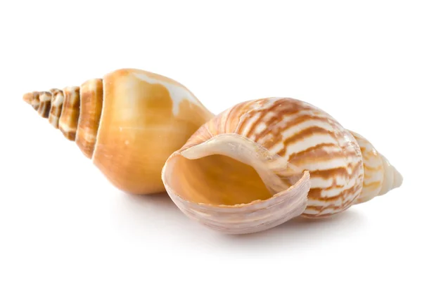 Two seashells — Stock Photo, Image