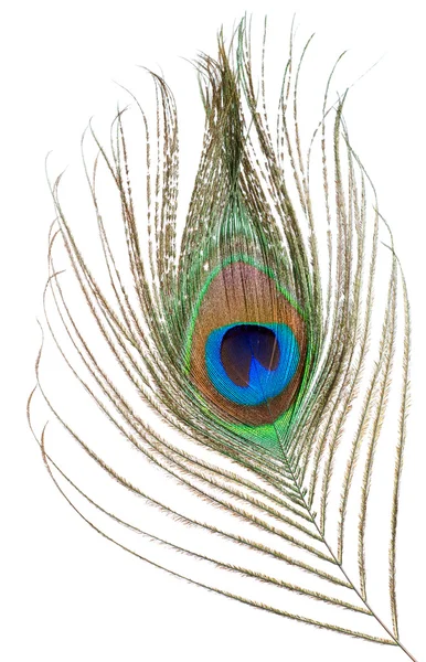 Peacock Feather Isolated White Background — Stock Photo, Image