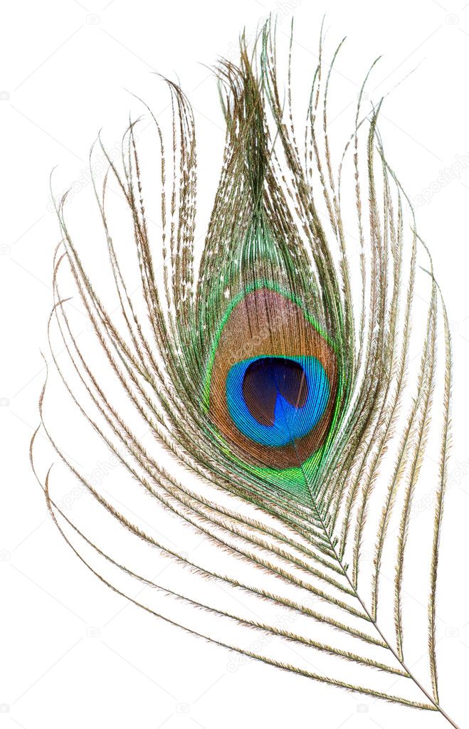 Peacock Feather Isolated White Background Stock Photo by ©Givaga 4572730