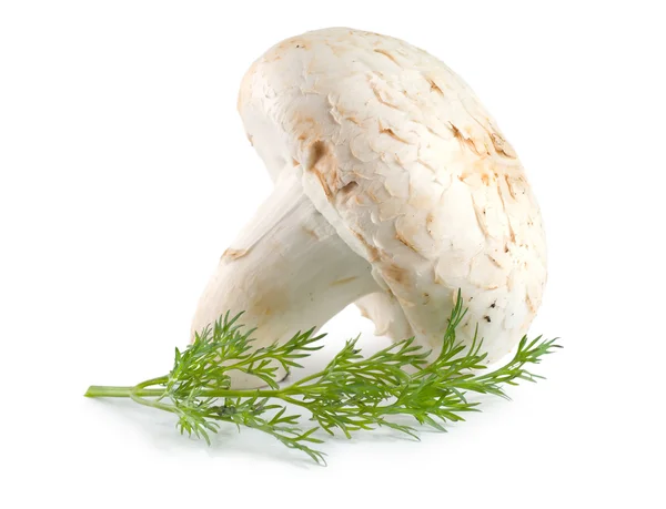 蘑菇和莳萝 孤立在白色背景上 — 图库照片