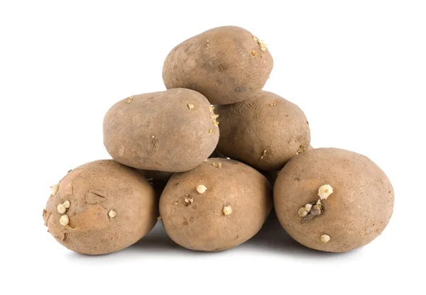 Alte Kartoffeln — Stockfoto