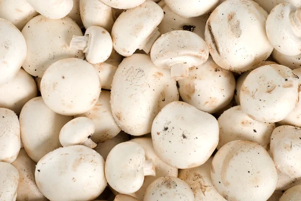 stock image Background from the raw mushrooms