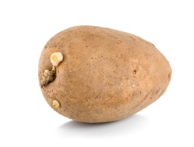 One raw potatoe isolated clipart