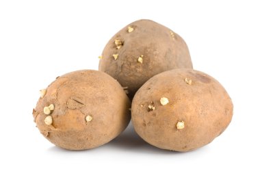 Three raw potatoes isolated on a white background clipart