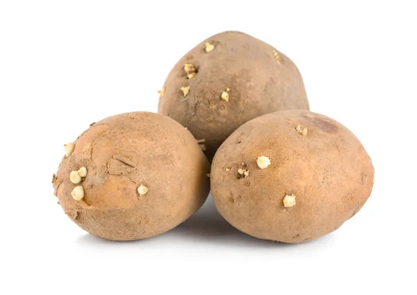 Drei Rohe Kartoffeln Isoliert Auf Weißem Hintergrund — Stockfoto