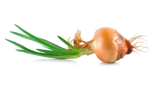 Onions with green scion isolated — Stock Photo, Image