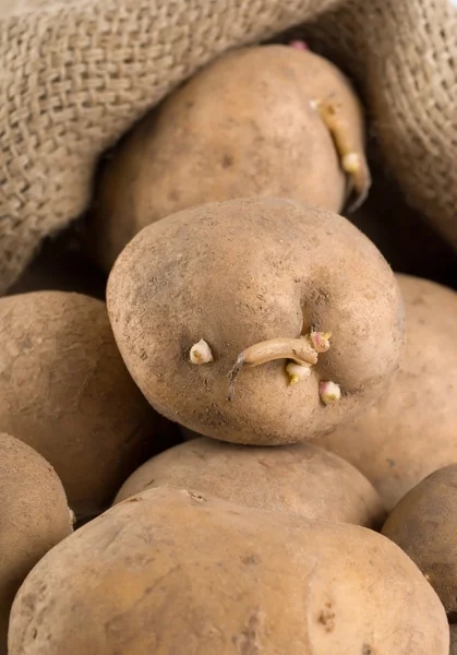 Alte Kartoffeln im Sack — Stockfoto