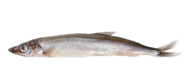 Ham capelin (yol)