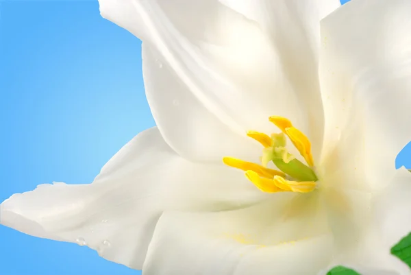 Biały tulipan — Zdjęcie stockowe