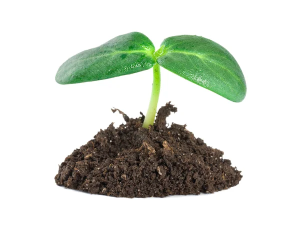 Young green plant — Stock Photo, Image