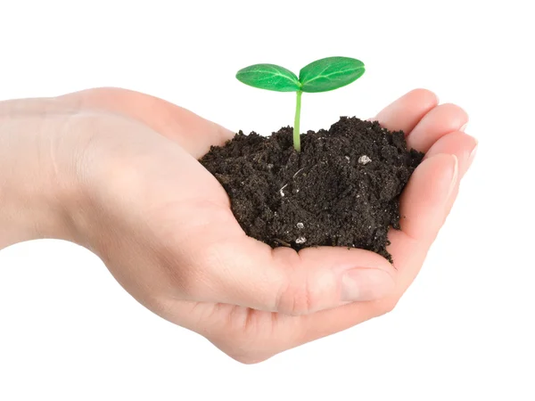 Human hands and young plant — Stock Photo, Image