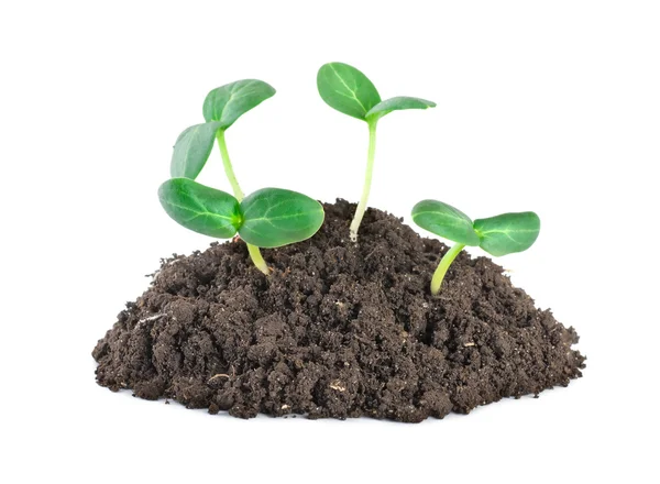 Fiatal zöld növények — Stock Fotó