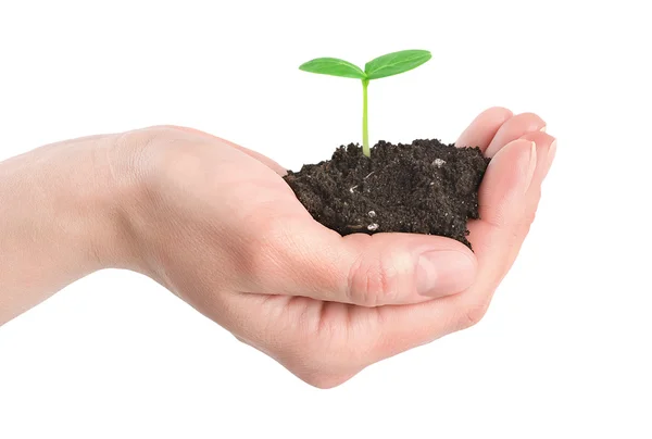 Human hands and young plant isolated — Stock Photo, Image