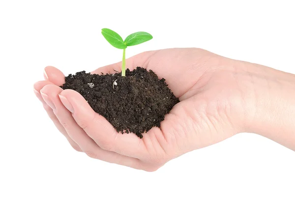 Human hands and young green plant — Stock Photo, Image