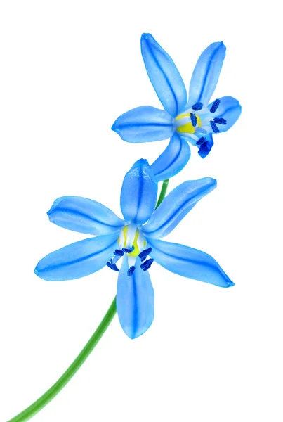 Snowdrop blue — Stock Photo, Image