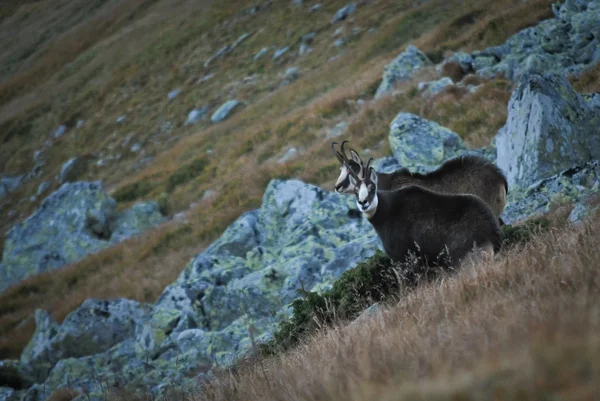 stock image Two chamois