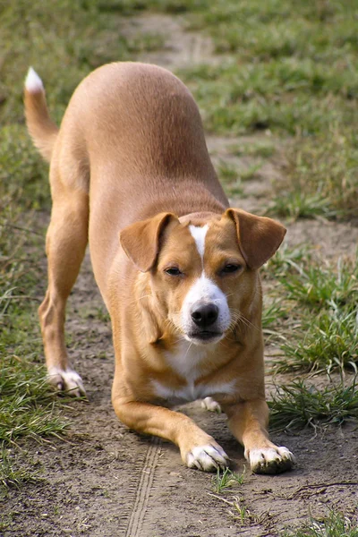 折り敷き犬 — ストック写真