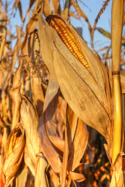Dojrzała kukurydza — Zdjęcie stockowe