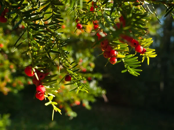 Taxus baccata 스톡 이미지