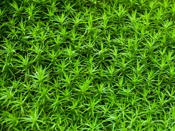 Зеленый мох — стоковое фото