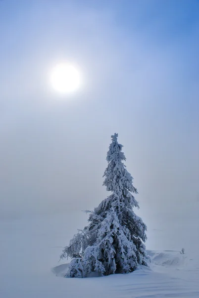 Abeto nevado — Fotografia de Stock