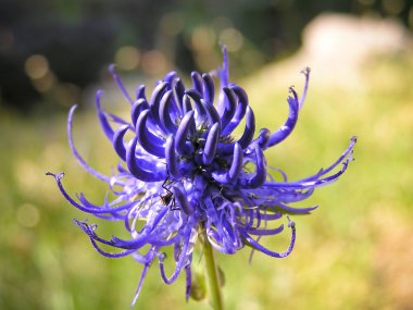 rampion