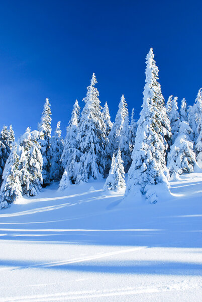 Snowy coniferous trees
