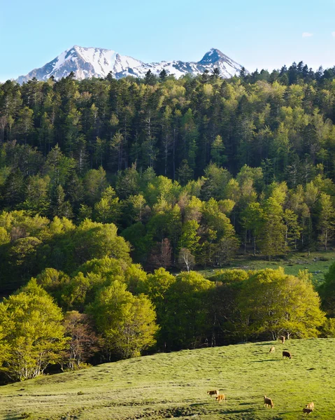 Wiese Mit Grasenden Kühen Und Der Iberischen Bergkette Hintergrund — Stockfoto