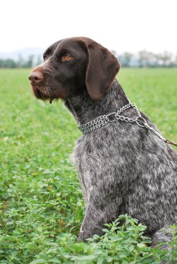 Wirehaired Pointer clipart