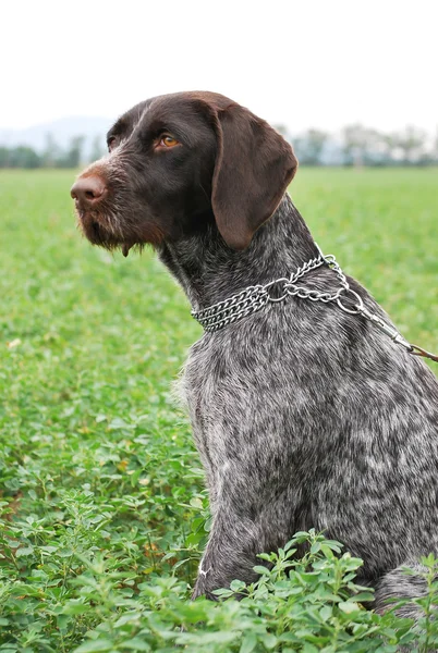 Stock image Wirehaired Pointer