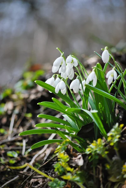 Beautiful Blooming Wild Snowdrops Spring Forest — 스톡 사진