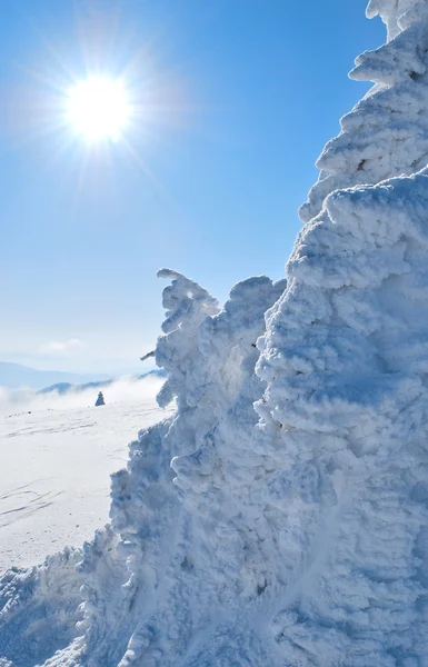 Cielo Invernale Con Sole Che Splende Sull Albero Del Gelo — Foto Stock