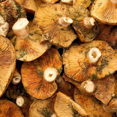 Red pine mushroom clipart