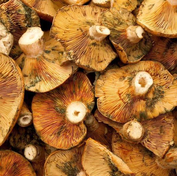 Red pine mushroom — Stock Photo, Image
