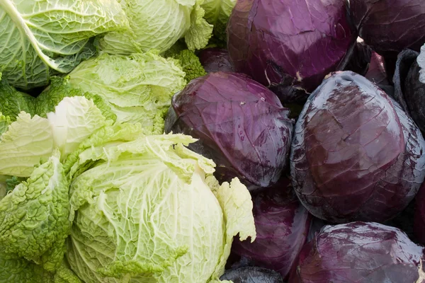 stock image Cabbage