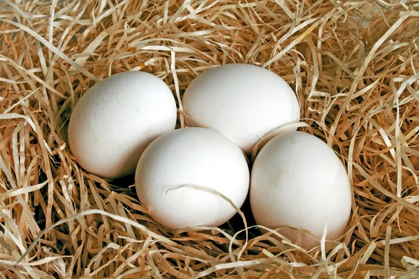 Four egss of a hen — Stock Photo, Image