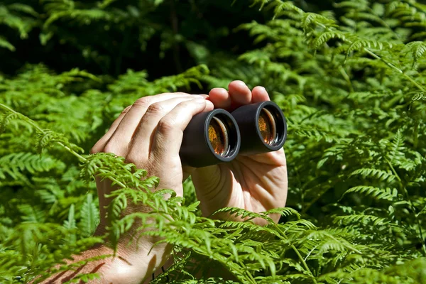 手从灌木丛中的双筒望远镜 — 图库照片