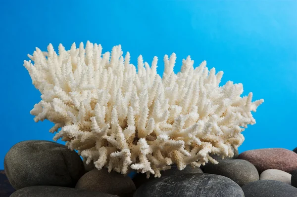 珊瑚 — 图库照片