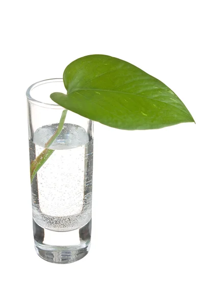 Green leaf in a glass of water — Stock Photo, Image