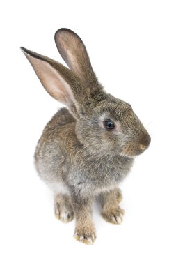 Gray rabbit clipart