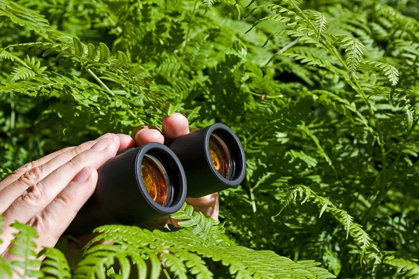 手从灌木丛中的双筒望远镜 — 图库照片
