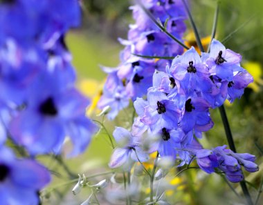 Delphinium - larkspur clipart