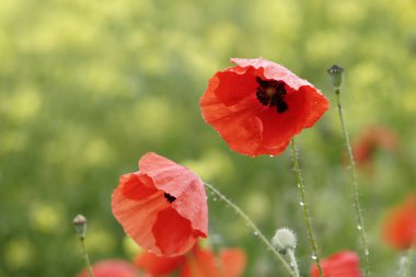 Poppies yağmur sonra