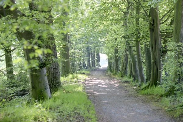 Sentiero attraverso la foresta primaverile — Foto Stock