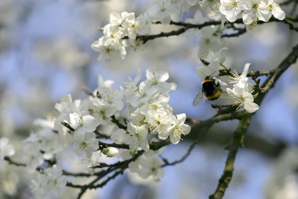Яблуня Цвіте Навесні Джмелем — стокове фото