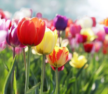 Red, pink and yellow tulips blooming in a garden clipart